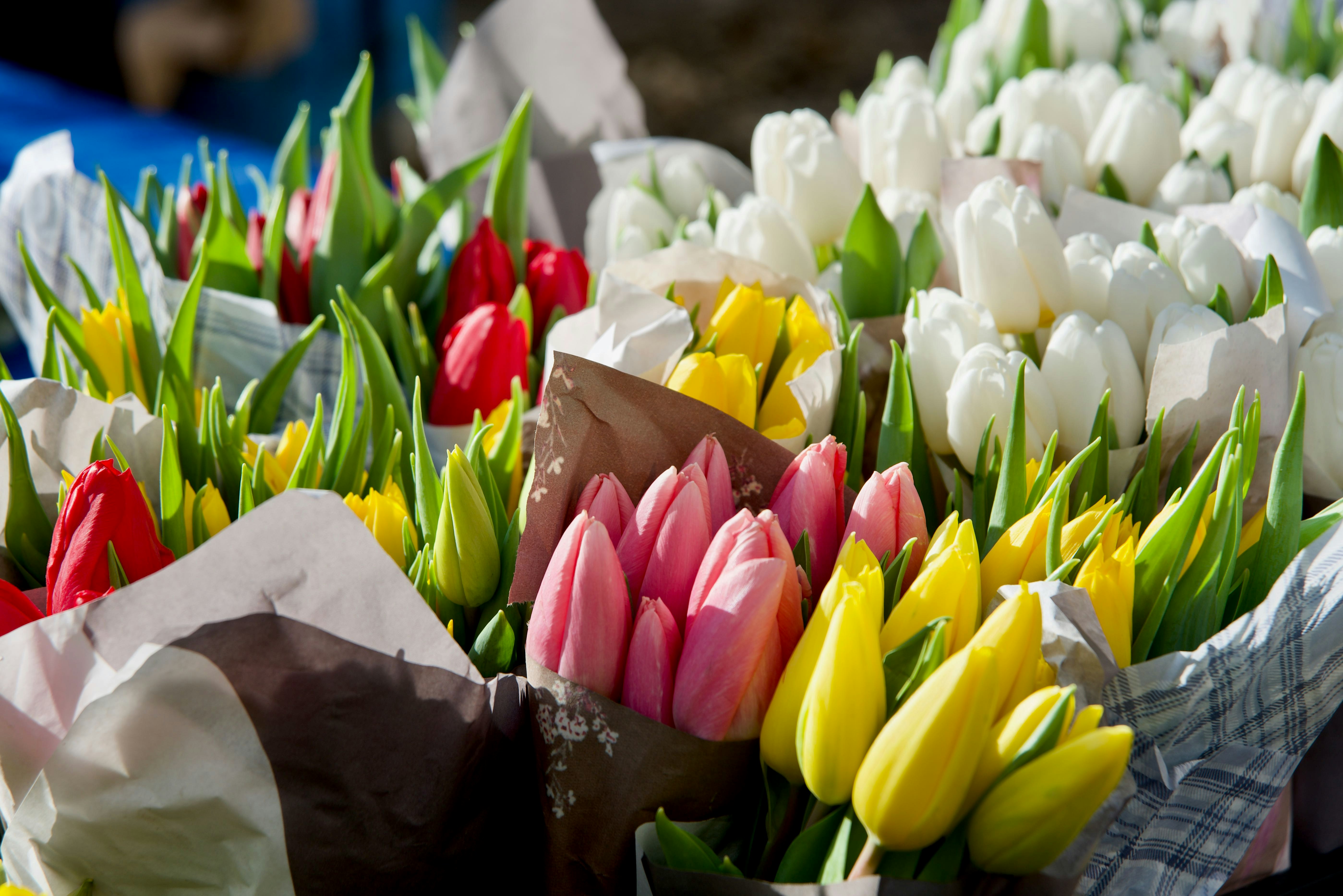 white and pink tulips bouquet